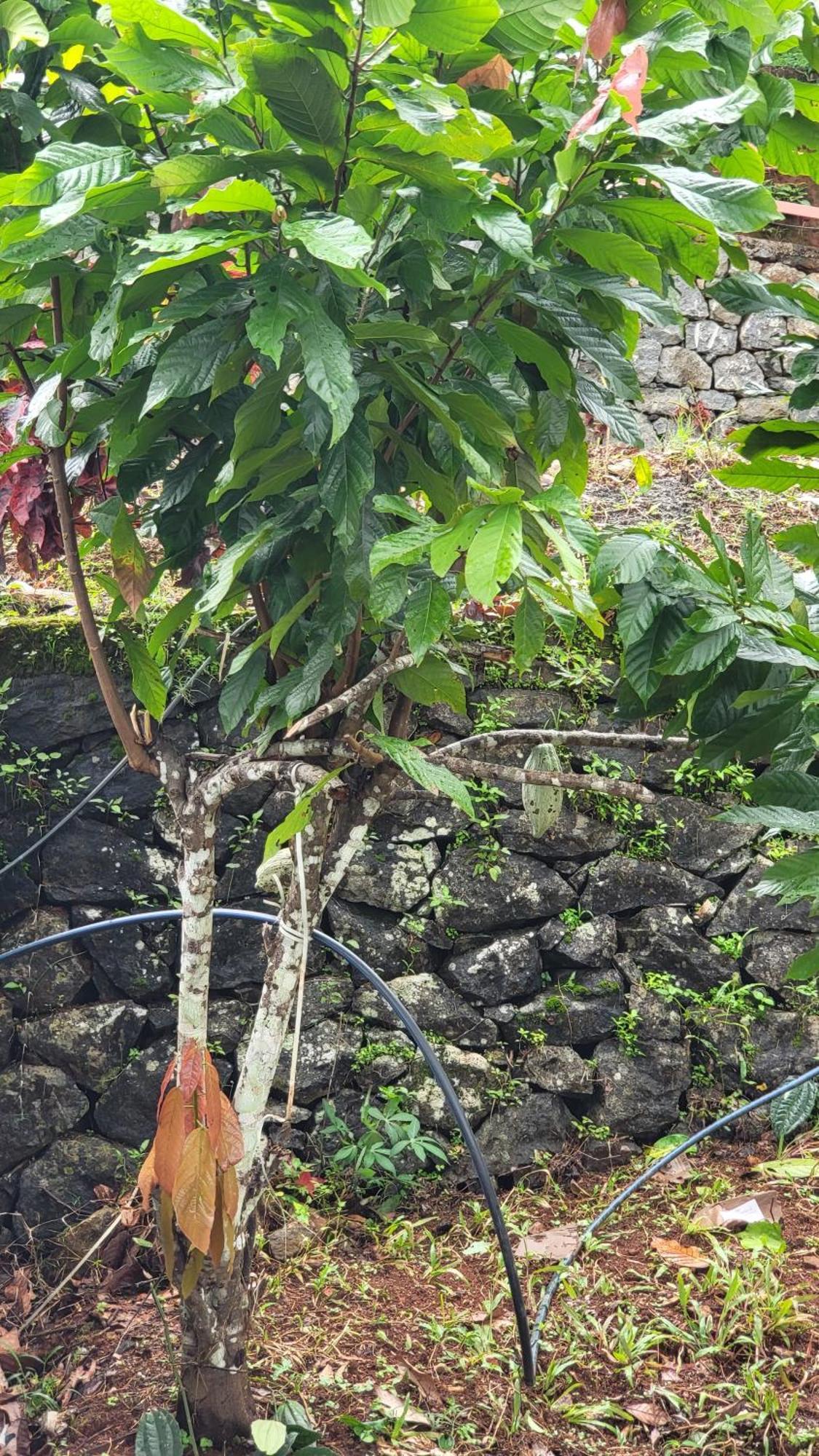 Green Cradle مونار المظهر الخارجي الصورة